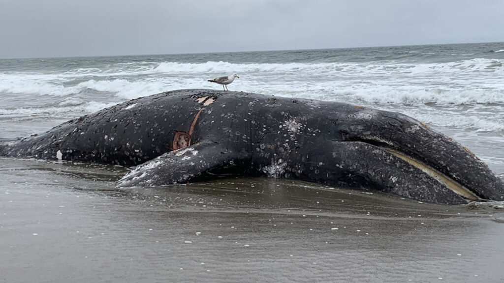 Muere ballena gris tras nadar río arriba en EU