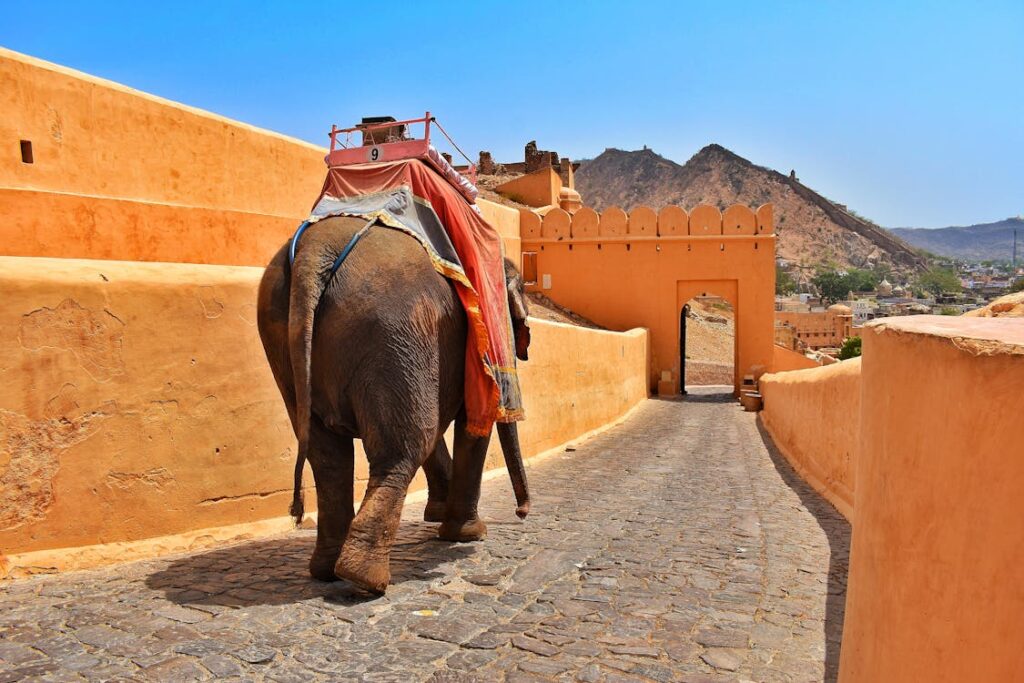 PETA pide prohibir paseos en elefante en India