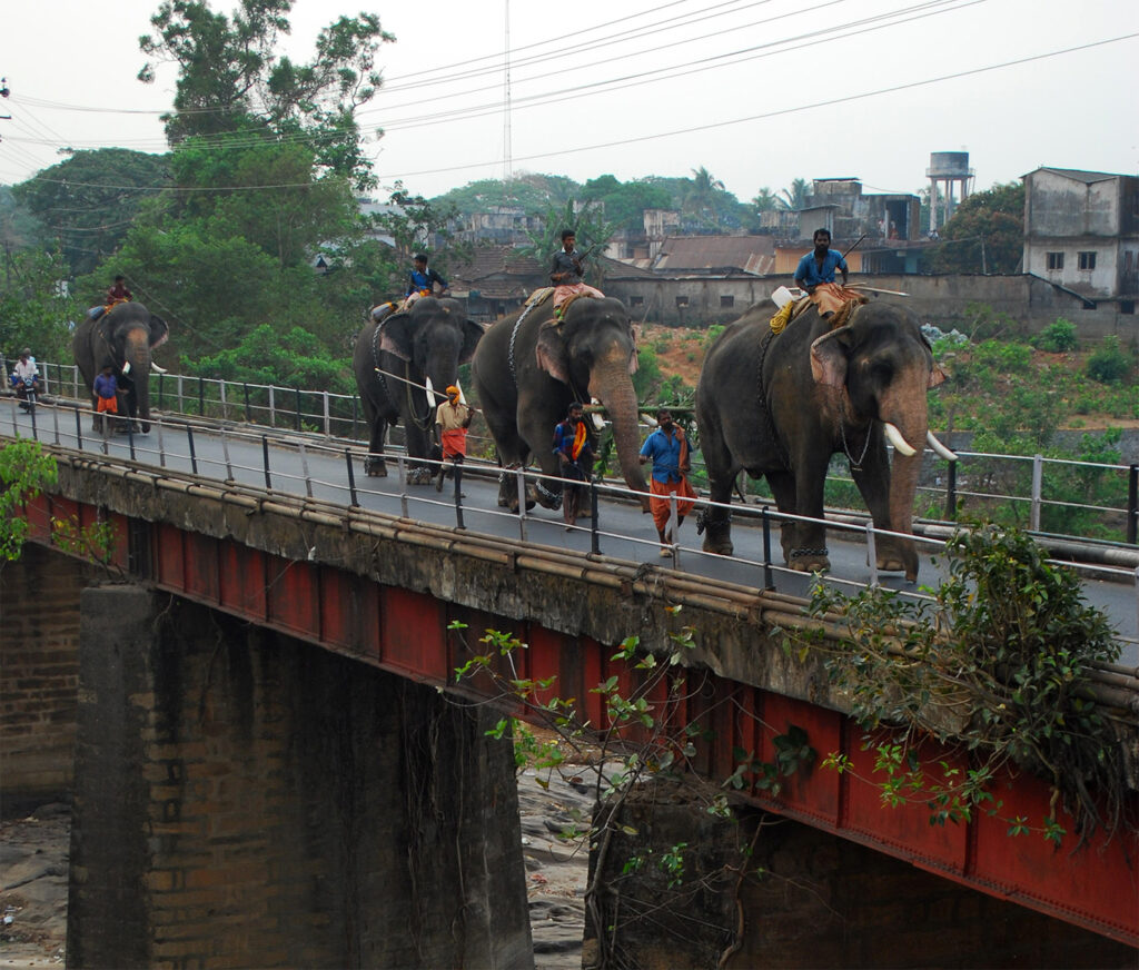PETA pide prohibir paseos en elefante en India
