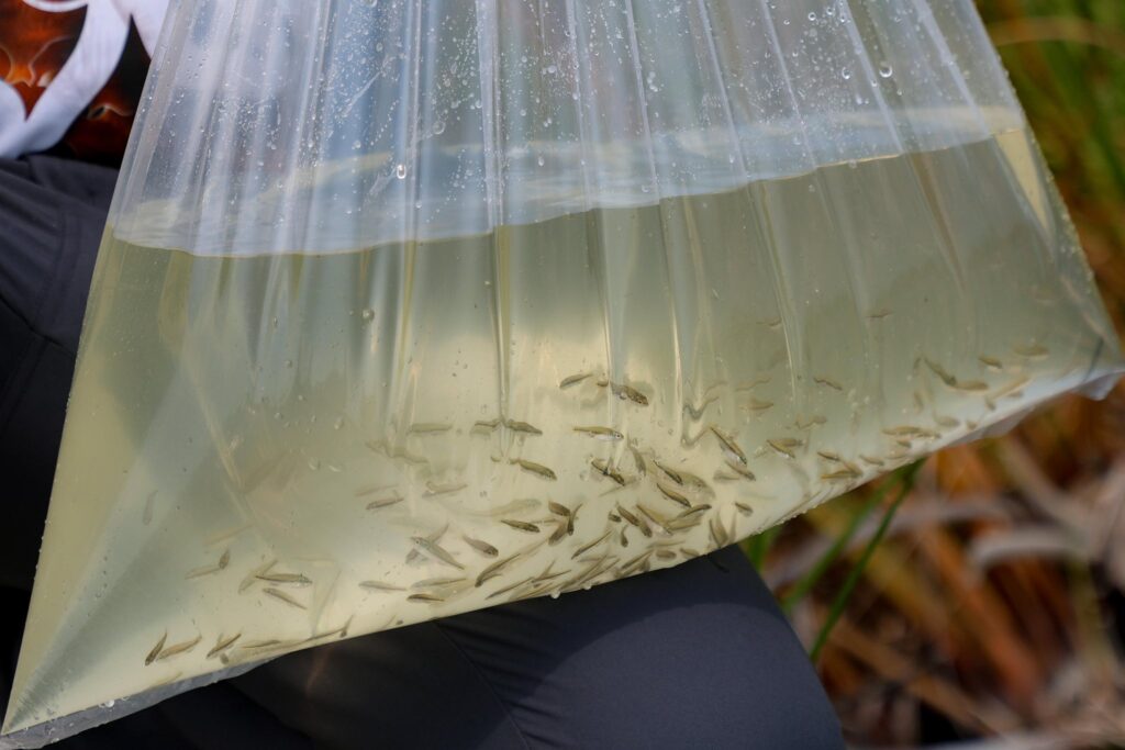 Liberan 55 mil lobinas para rescatar lagunas en Tamaulipas