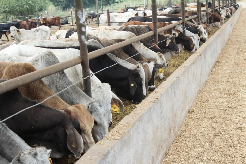 Inaugurarán planta en Chiapas contra gusano barrenador