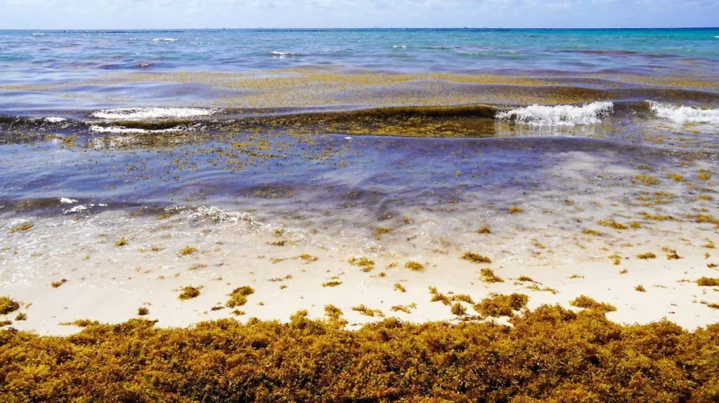 Quintana Roo: casi la mitad de playas en alerta por sargazo