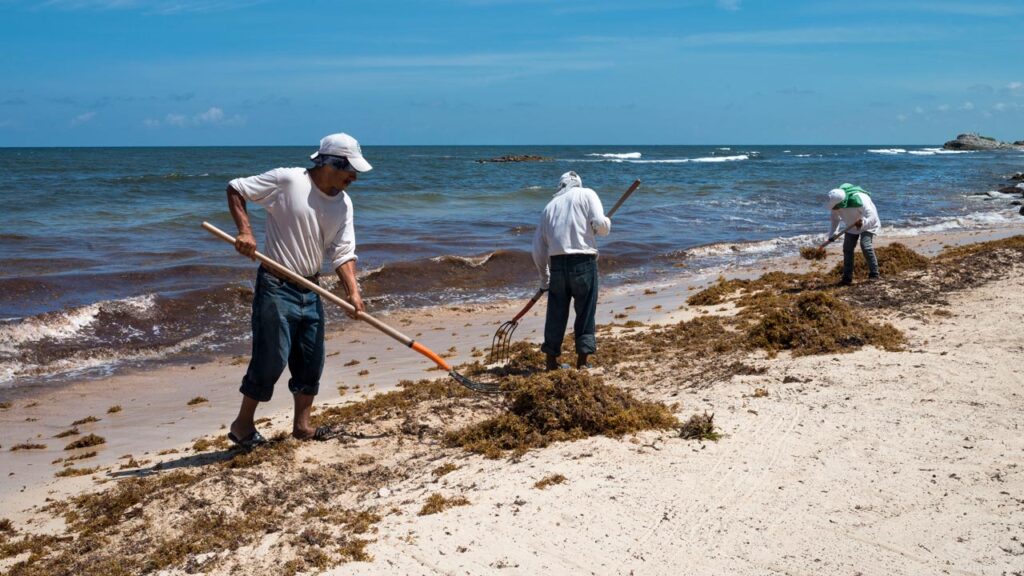 Quintana Roo: casi la mitad de playas en alerta por sargazo