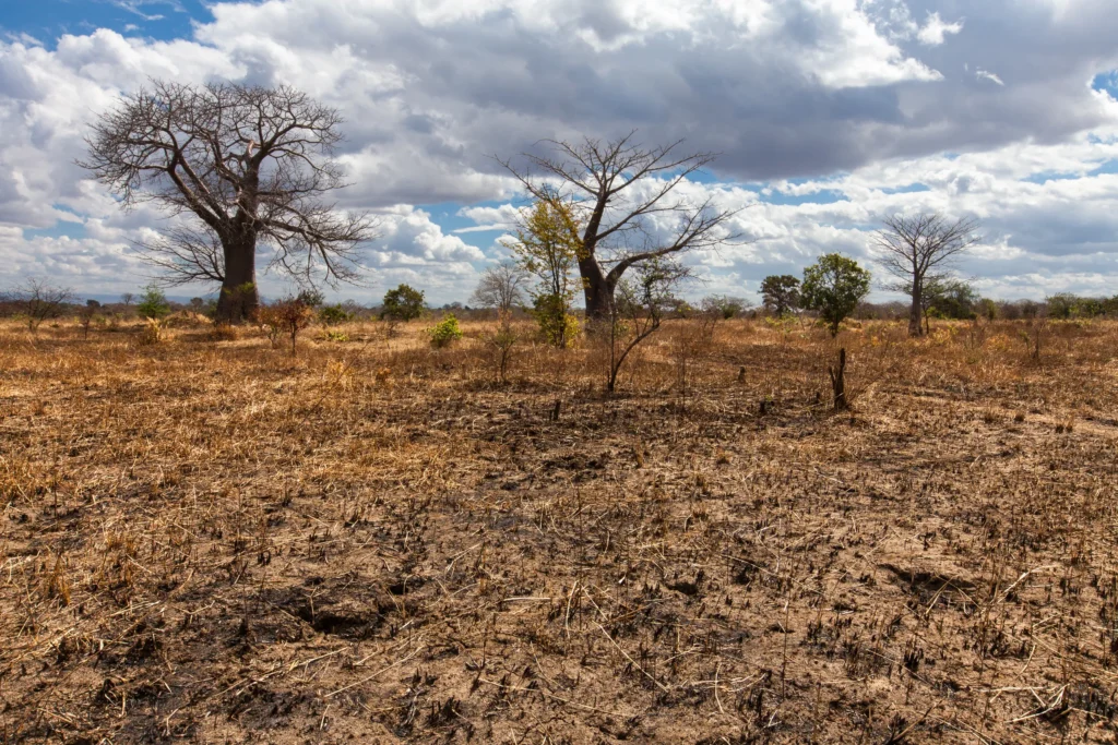 El fenómeno de El Niño inicia y podría alcanzar niveles históricos