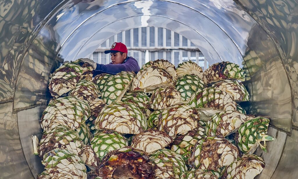 Tequila impulsa más de 166 actividades económicas