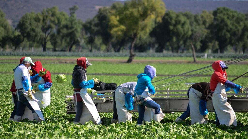 FDA mantiene investigación sobre lechugas de Taylor Farms