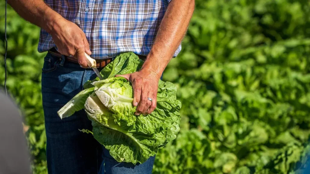 FDA mantiene investigación sobre lechugas de Taylor Farms