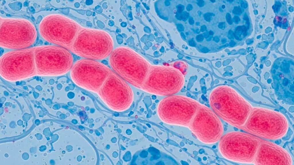 Europa alerta por aumento de gonorrea resistente a antibióticos
