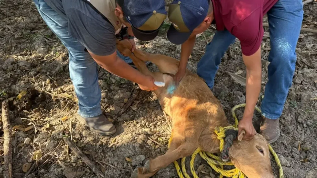Casos de gusano barrenador en Tamaulipas suben a dos