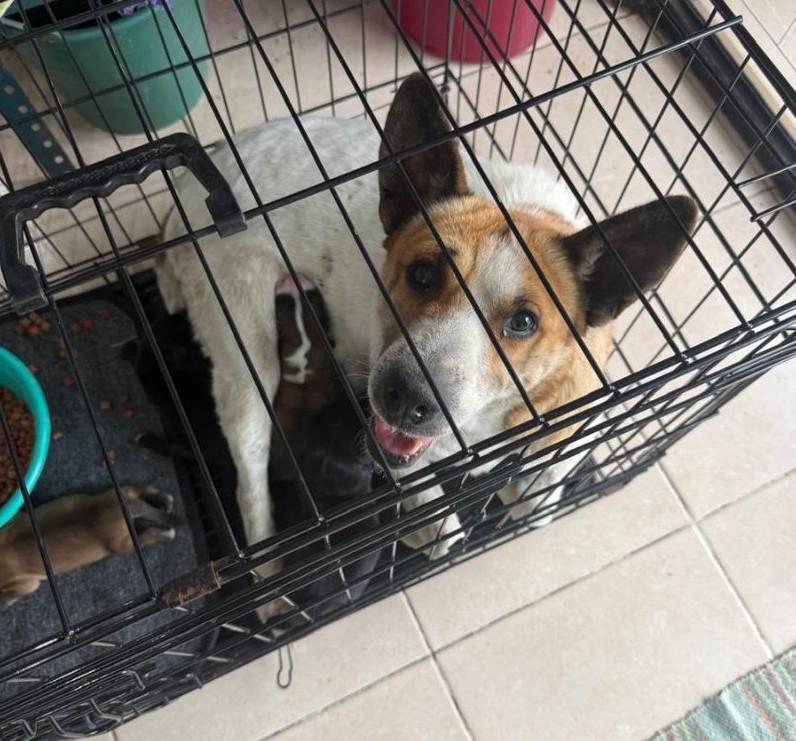 Maltrato animal aumenta en zona del Popocatépetl
