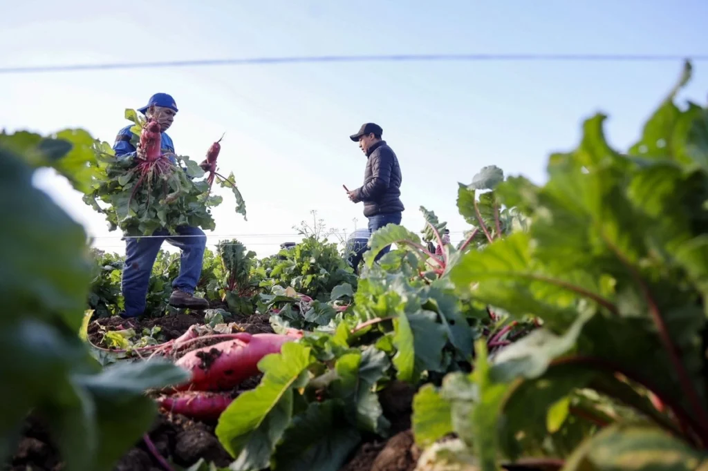 Sheinbaum: 21.6 millones aún enfrentan inseguridad alimentaria