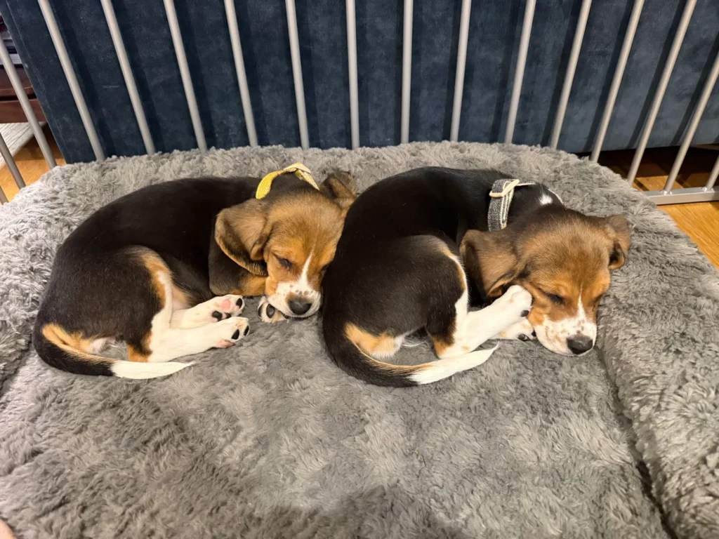 Crean perros hipoalergénicos con edición genética CRISPR