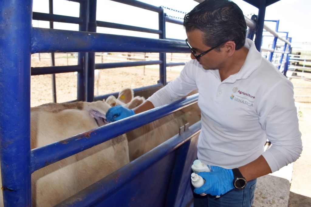 Liberan 40.4 millones de moscas estériles en Chihuahua