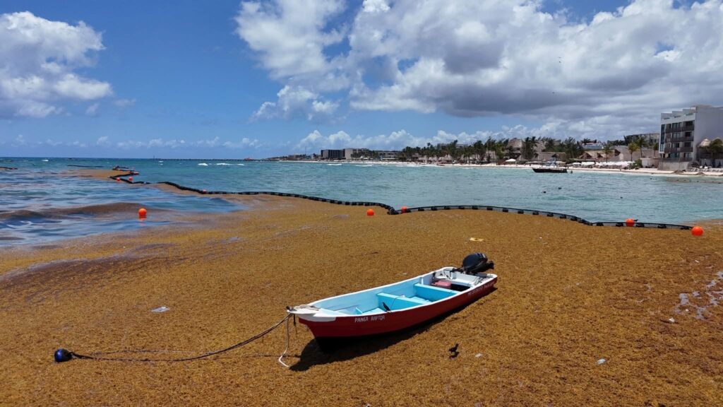 Instalan barreras antisargazo en playas de Playa del Carmen